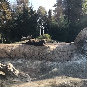 America Tropicana - Giant otter outdoors 171018