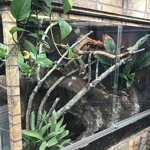 America Tropicana - Cuban knight anole exhibit 171018