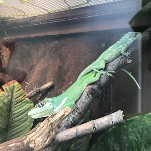 America Tropicana - Cuban knight anoles 171018