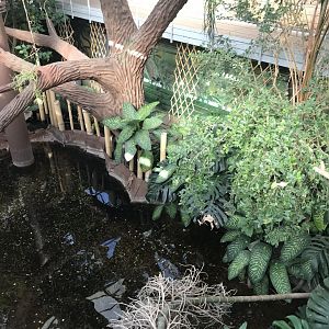 America Tropicana 171018