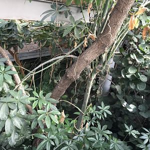 America Tropicana 171018