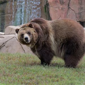Teton Trek - Grizzly Bear Exhibit