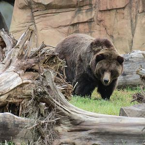 Teton Trek - Grizzly Bear Exhibit