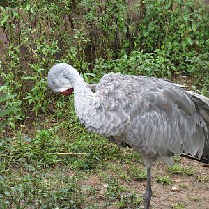Teton Trek - Sandhill Crane and Waterfowl Exhibit