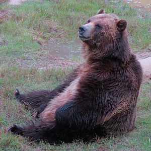 Teton Trek - Grizzly Bear Exhibit