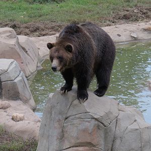 Teton Trek - Grizzly Bear Exhibit