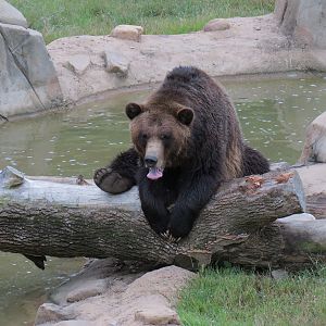 Teton Trek - Grizzly Bear Exhibit