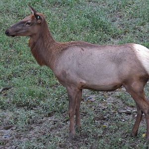 Teton Trek - Elk Exhibit
