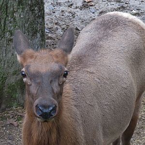 Teton Trek - Elk Exhibit