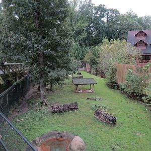 Teton Trek - Gray Wolf Exhibit