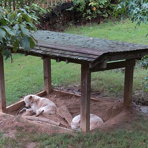 Teton Trek - Gray Wolf Exhibit