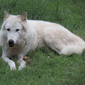 Teton Trek - Gray Wolf Exhibit