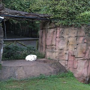 Teton Trek - Gray Wolf Exhibit
