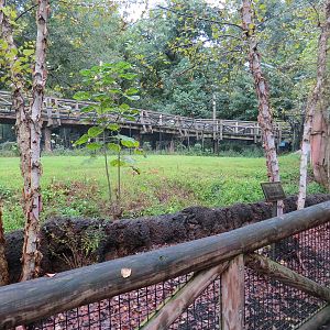 Teton Trek - Gray Wolf Exhibit