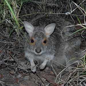 Spectacled Hare-wallaby (Lagorchestes conspicillatus)
