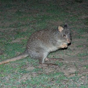 Rufous Bettong (Aepyprymnus rufescens)
