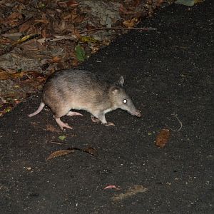 Northern Long-nosed Bandicoot (Perameles pallescens)
