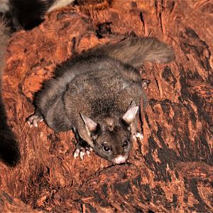 Yellow-bellied Glider (Petaurus australis)