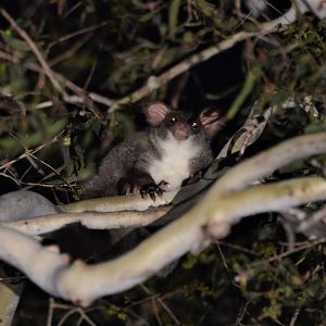 Northern Greater Glider (Petauroides minor)
