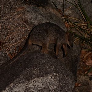 Godman's Rock-wallaby (Petrogale godmani)