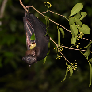 Bare-backed Fruitbat (Dobsonia moluccensis)