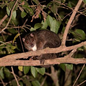 Southern Common Cuscus (Phalanger mimicus)