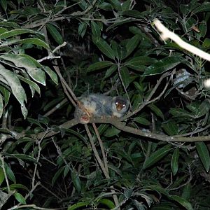 Common Spotted Cuscus (Spilocuscus maculatus)