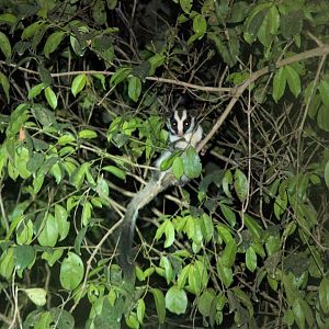Striped Possum (Dactylopsila trivirgata)