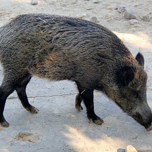 Iberian wild boar (Sus scrofa castillianus)