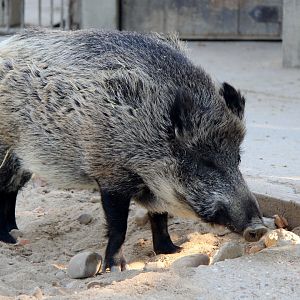 Iberian wild boar (Sus scrofa castillianus)
