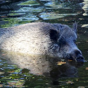 Iberian wild boar (Sus scrofa castillianus)