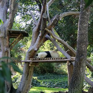 giant panda (Ailuropoda melanoleuca) exhibit