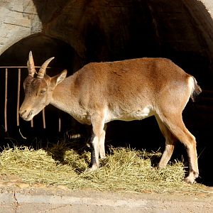 South-east Spanish ibex (Capra pyrenaica hispanica)