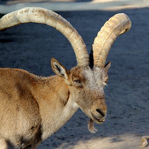 South-east Spanish ibex (Capra pyrenaica hispanica)