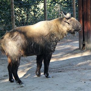 Mishmi takin (Budorcas taxicolor taxicolor)