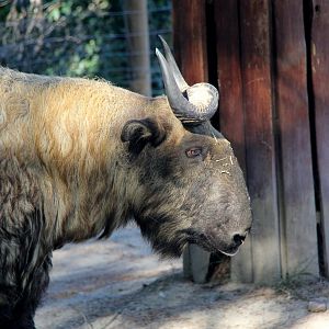 Mishmi takin (Budorcas taxicolor taxicolor)