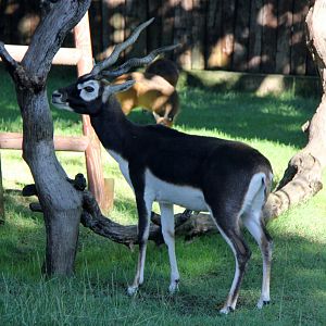 blackbuck (Antilope cervicapra)