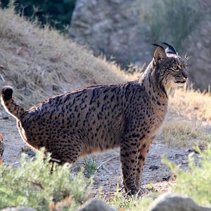 Iberian lynx (Lynx pardinus)
