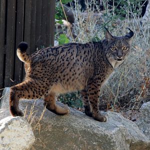 Iberian lynx (Lynx pardinus)
