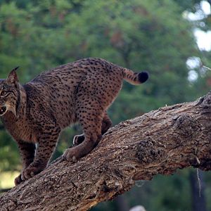 Iberian lynx (Lynx pardinus)