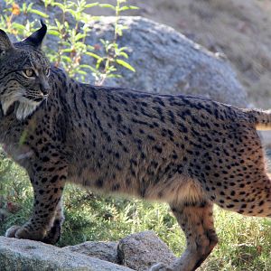 Iberian lynx (Lynx pardinus)