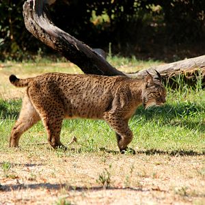 Iberian lynx (Lynx pardinus)