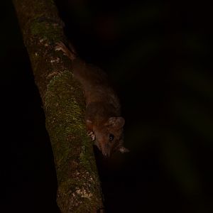 Cinnamon Antechinus (Antechinus leo)