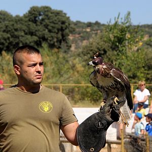Birds of Prey show
