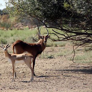 Black Lechwe (Kobus leche smithemani)