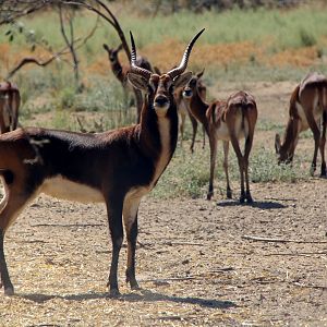 Black Lechwe (Kobus leche smithemani)