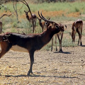 Black Lechwe (Kobus leche smithemani)