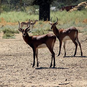 Black Lechwe (Kobus leche smithemani)