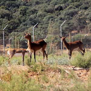 Black Lechwe (Kobus leche smithemani)