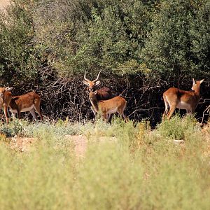 Black Lechwe (Kobus leche smithemani)